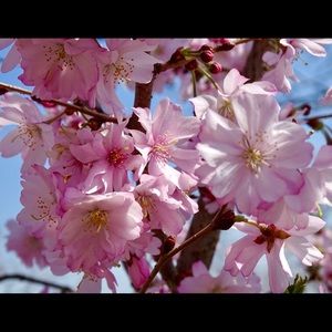 Meet your Posher, Vivian